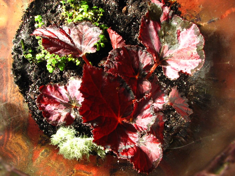 Begonia rex display ideas