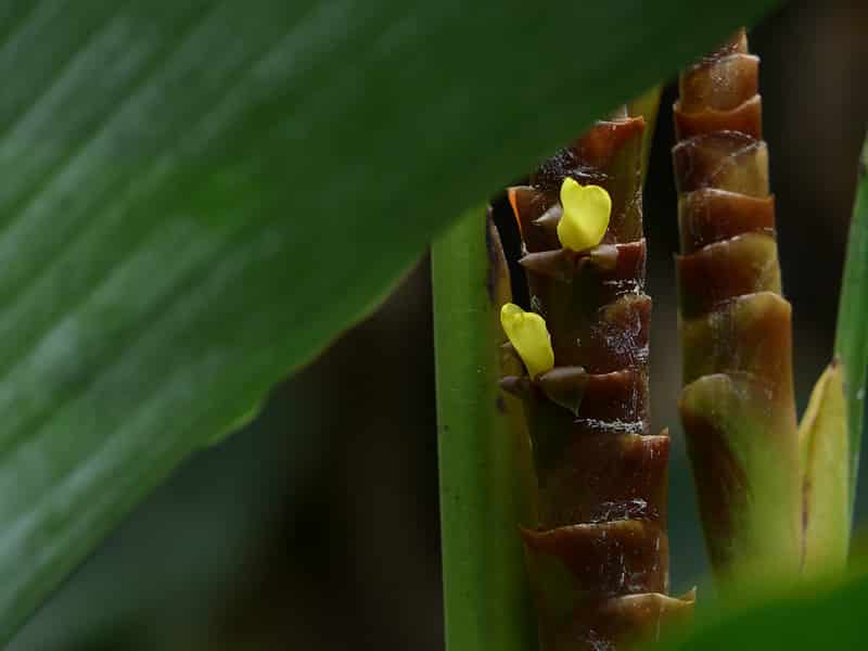 Use liquid fertilizer for Calathea Lutea