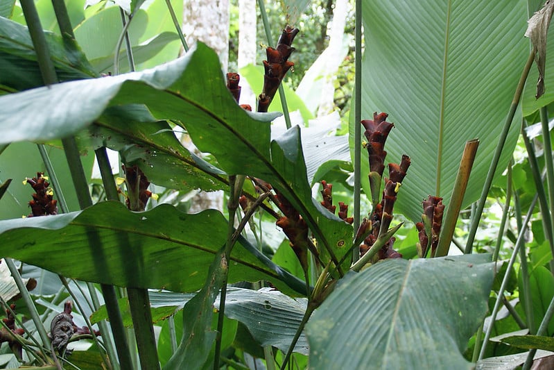 Calathea Lutea likes partial sunlight