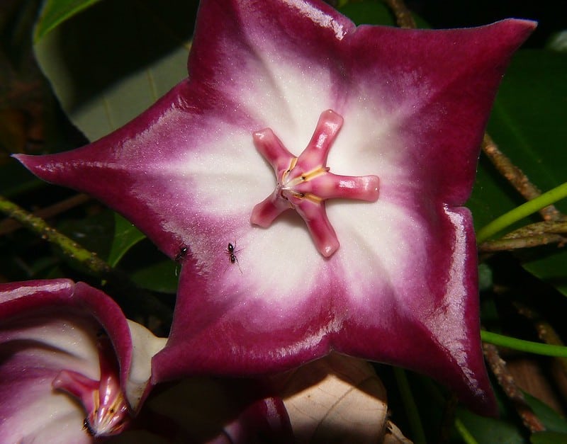 Ants aren't among Hoya MacGillivrayi common issues, but mealybugs and spider mites are