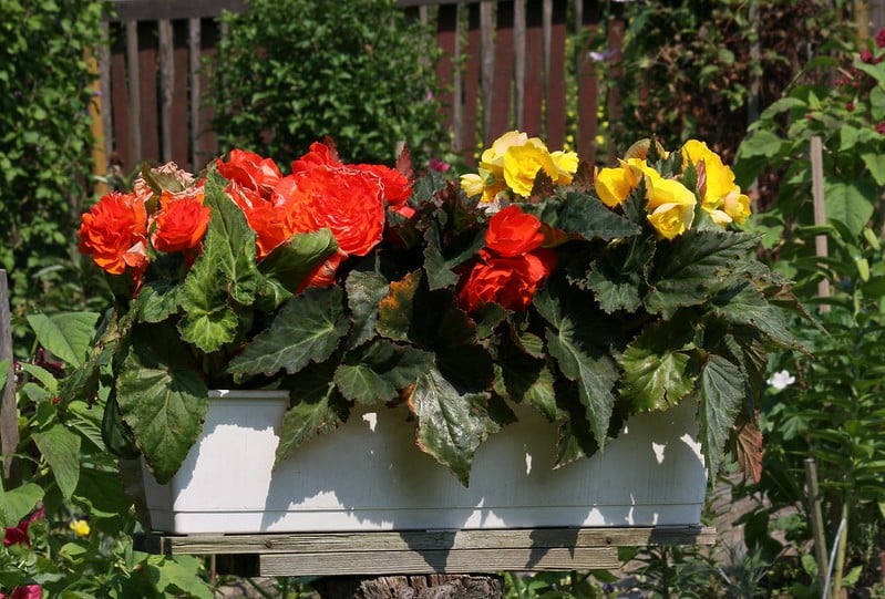 Begonia tuberhybrida doesn't tolerate frost