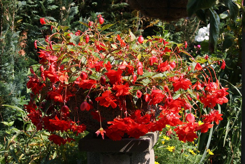 Use fertilizers to promote Begonia tuberhybrida flowering