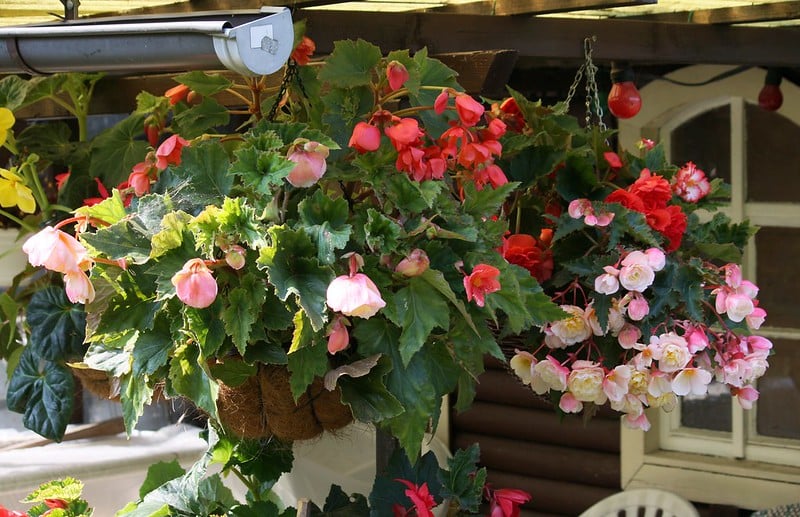 Deadhead tuberous begonias regularly to prolong flowering