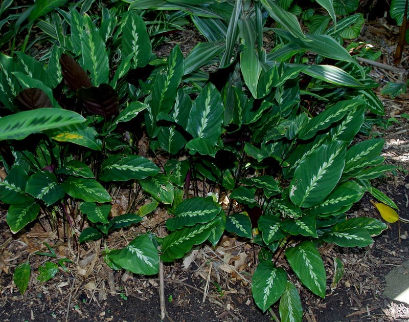 Calathea Louisae prefers high humidity
