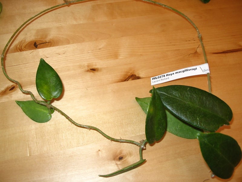 Use stem to propagate Hoya MacGillivrayi