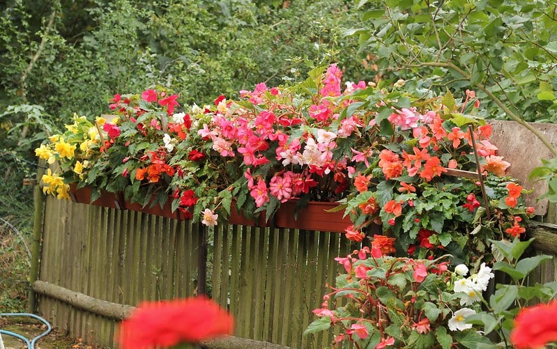 Begonia tuberhybrida produces flowers from summer till early autumn