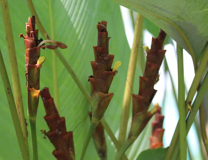 Calathea Lutea requires regular watering