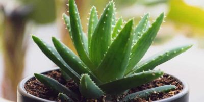 Aloe Vera