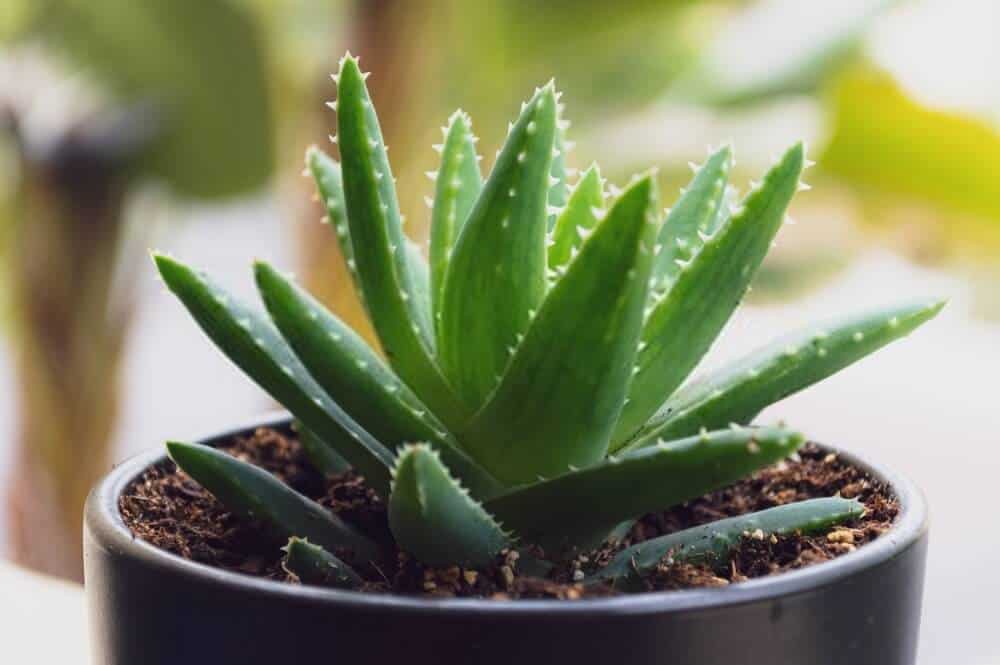 Aloe Vera