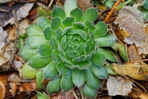 Steps on how to propagate succulent fallen leaves