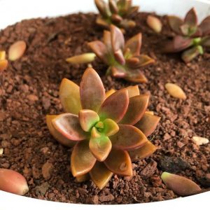 fallen succulent leaves