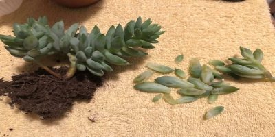 fallen succulent leaves