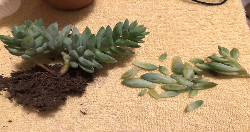fallen succulent leaves