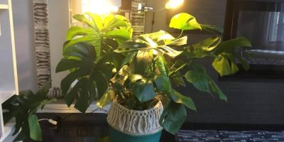 Grow Light for Monstera