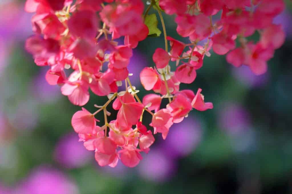 Begonia tuberhybrida