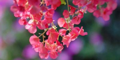 Begonia tuberhybrida