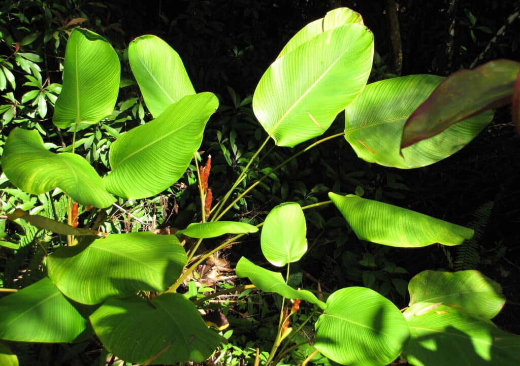 Calathea Lutea