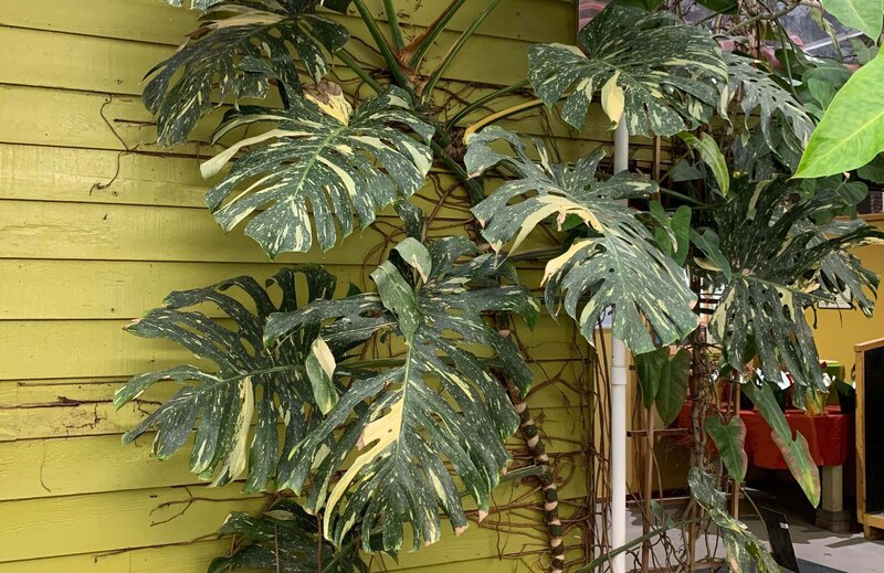 Monstera Thai Constellation