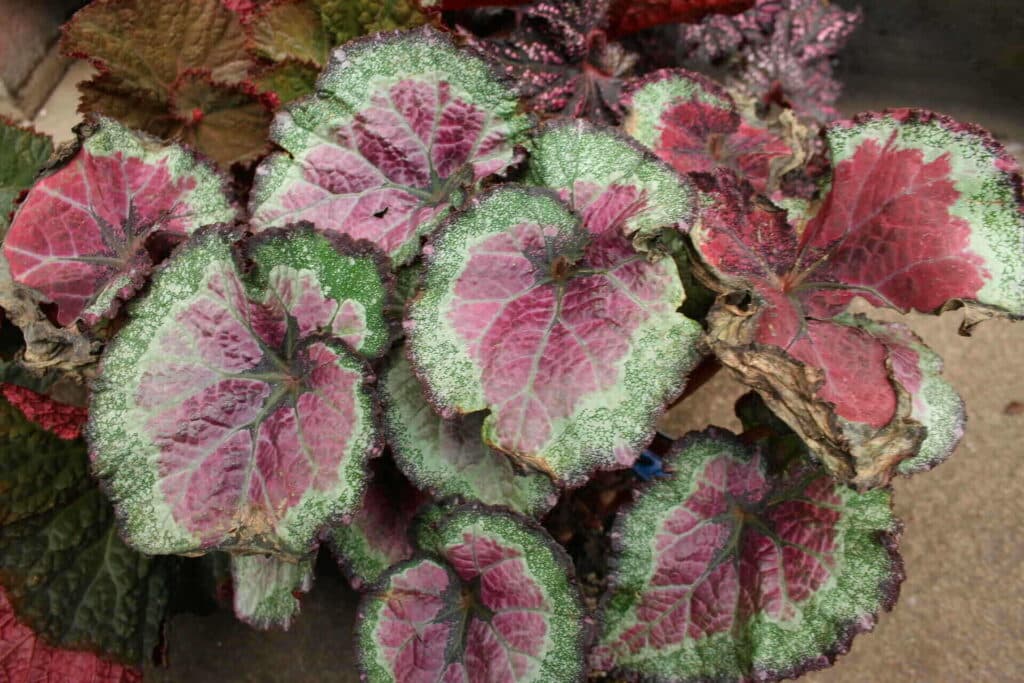 Begonia Rex