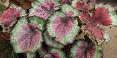 Begonia Rex