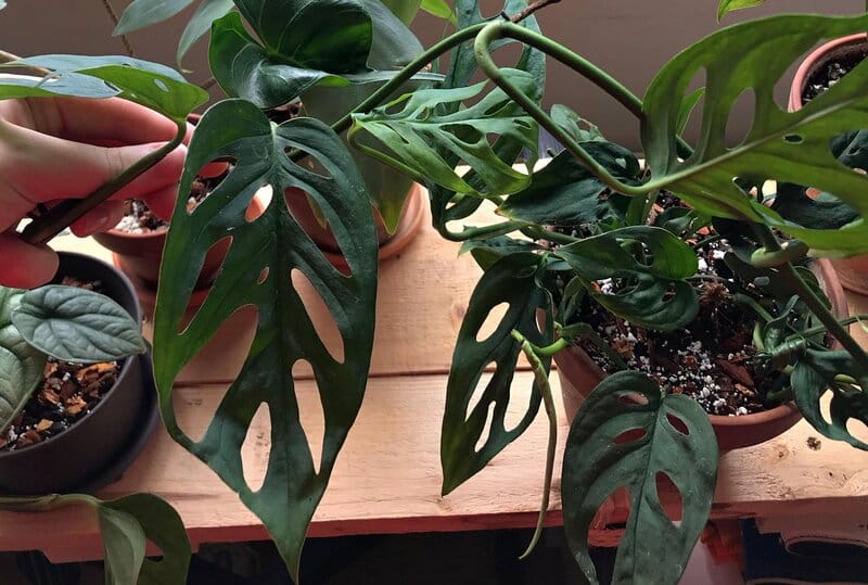 Monstera Acuminata