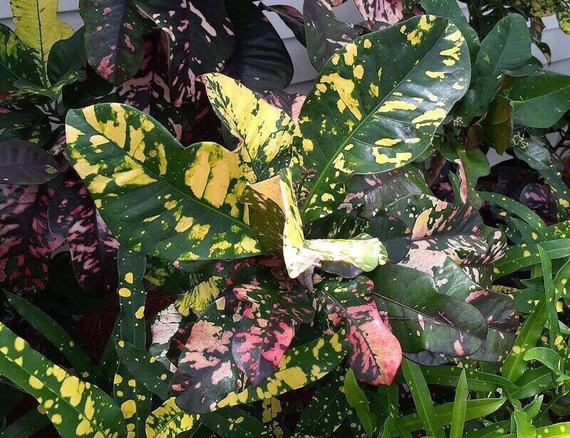 Codiaeum Varigatum ‘Magnificent’