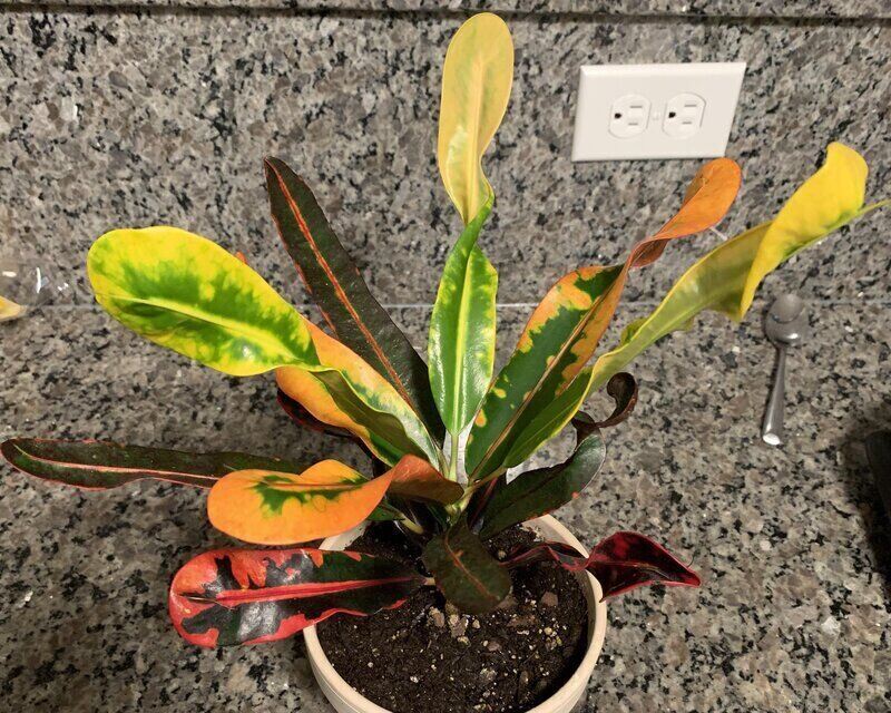 Codiaeum Varigatum ‘Zanzibar’