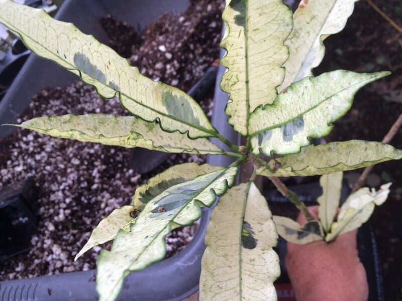 Codiaeum ‘Andrew’