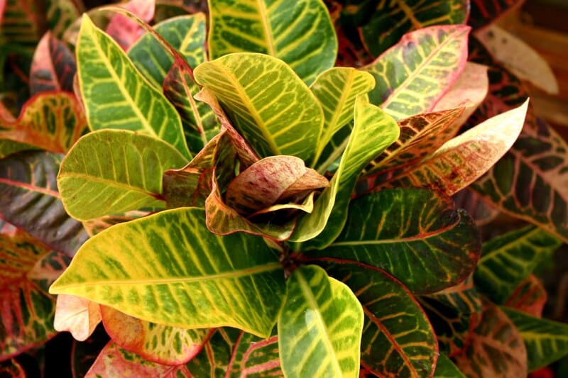 Croton Plant Care