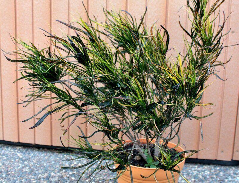 Picasso’s Paintbrush