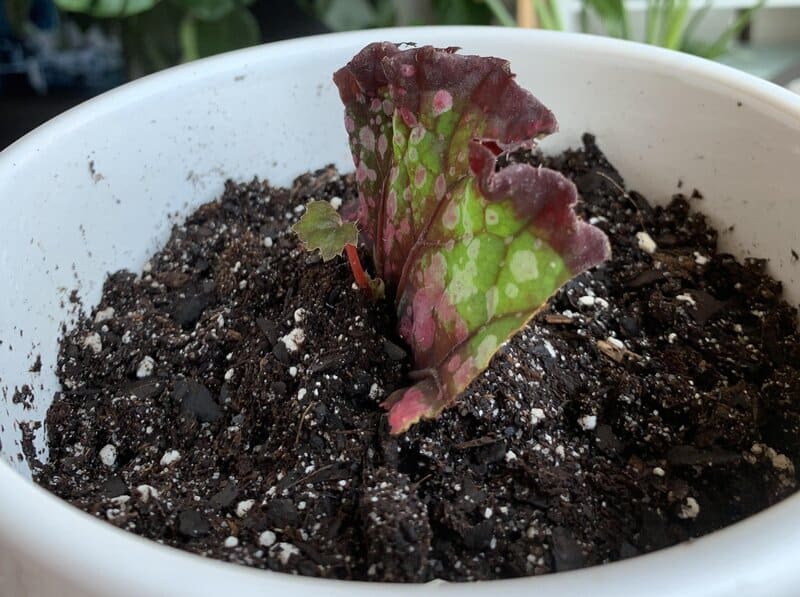 Begonia rex- successful propagation via leaf cutting