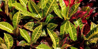 Croton Varieties