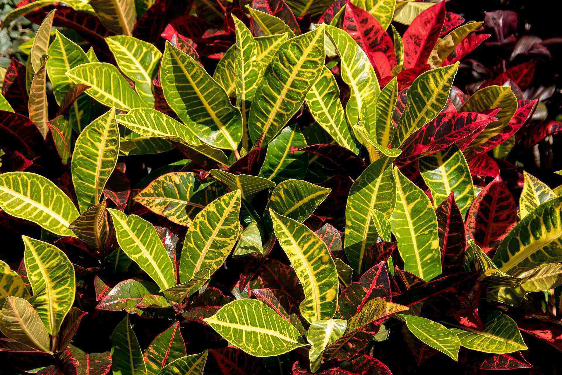 Best Croton Varieties to Grow Indoors (20 Great Types + Photos)