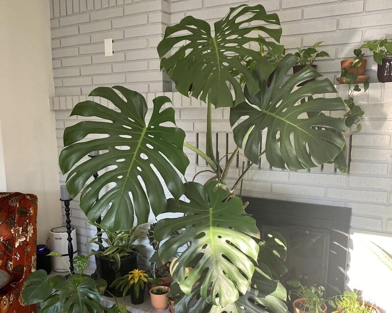 How Often Should I Water Monstera