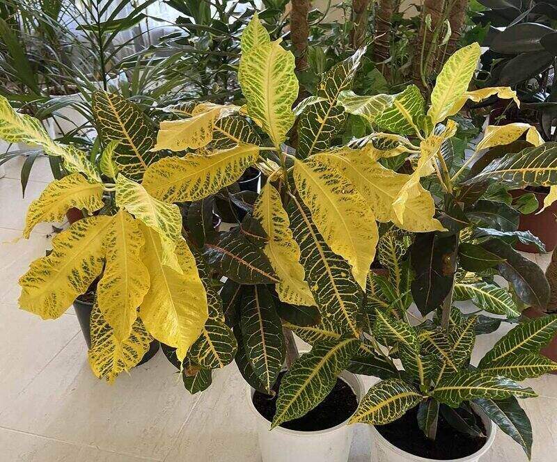 Codiaeum Variegatum ‘Yellow Iceton’