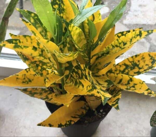 Codiaeum Variegatum ‘Superstar’