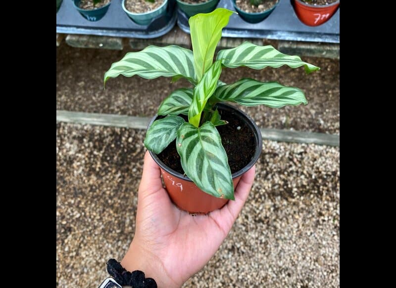 Calathea Louisae is propagated by division