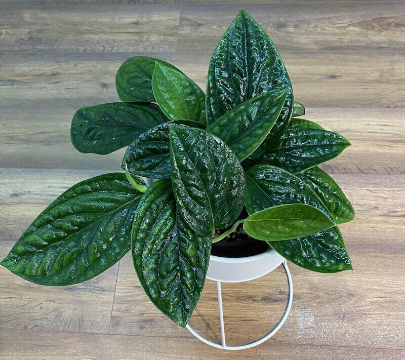 Monstera Karstenianum aka Monstera sp.Peru