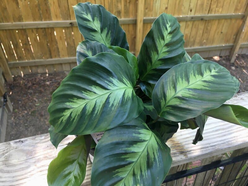 Calathea Louisae doesn't tolerate direct light