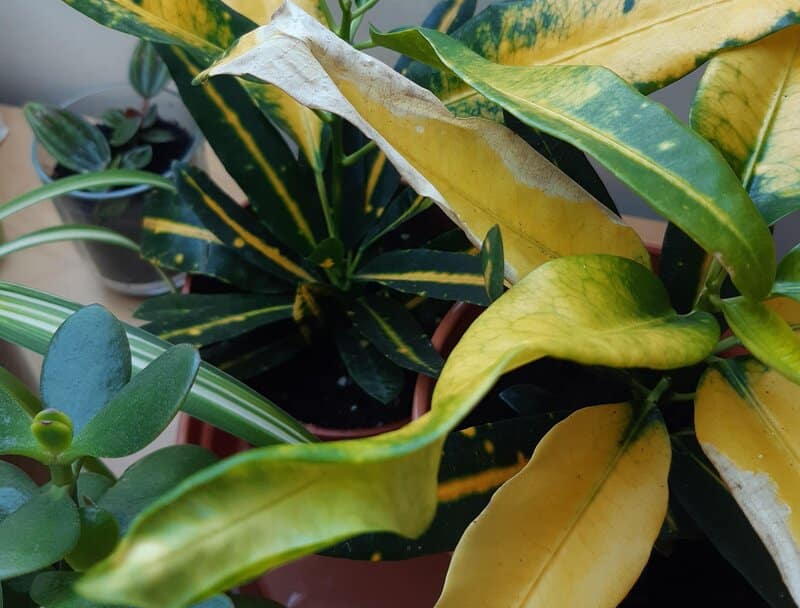 Codiaeum Variegatum ‘Banana’