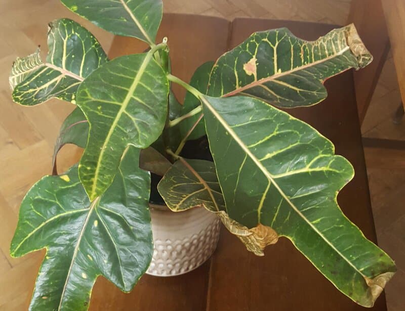 Codiaeum Variegatum ‘Oak Leaf’