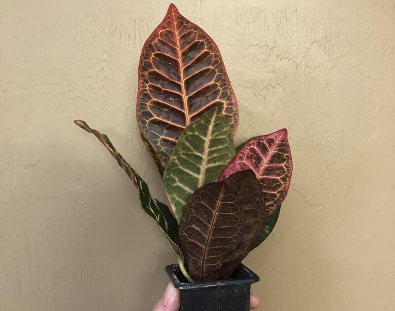 Codiaeum ‘Red Iceton’