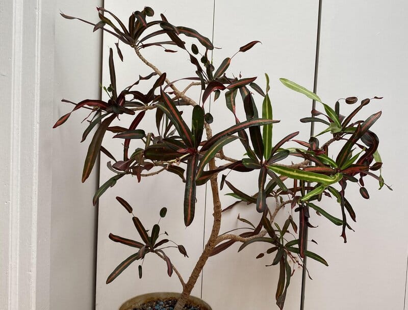 Codiaeum ‘Mother and Daughter’