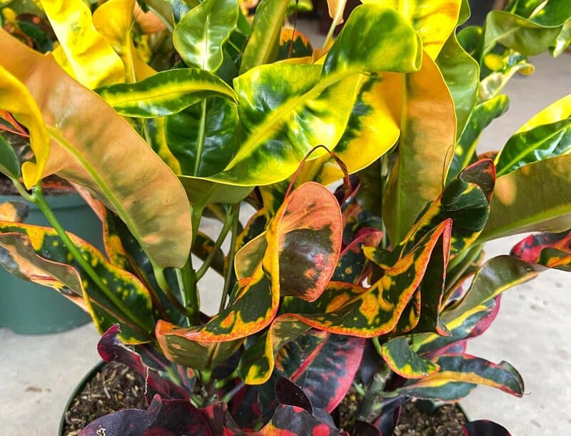 Codiaeum Varigatum ‘Mammy’