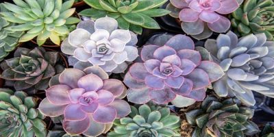 succulent leaves purple