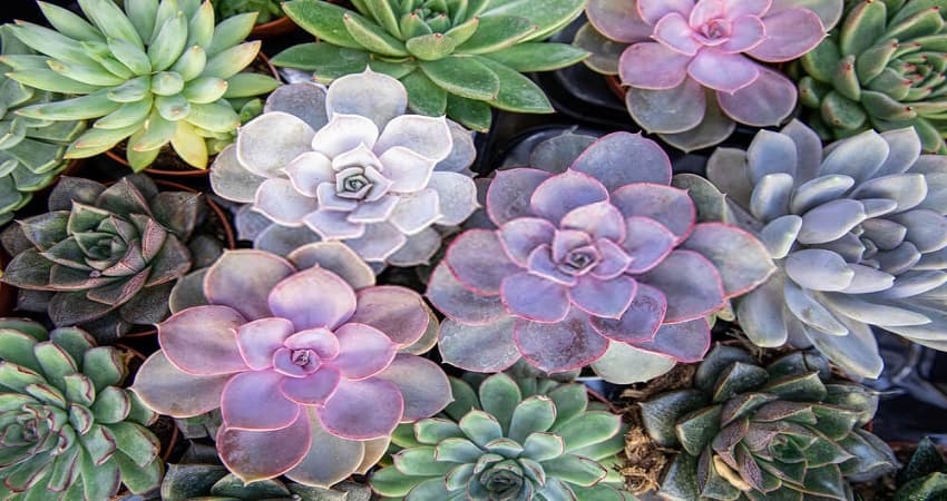 succulent leaves purple