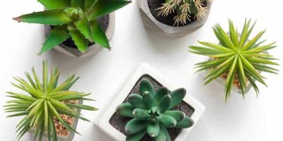 Select the best succulent plants that meet your preferences