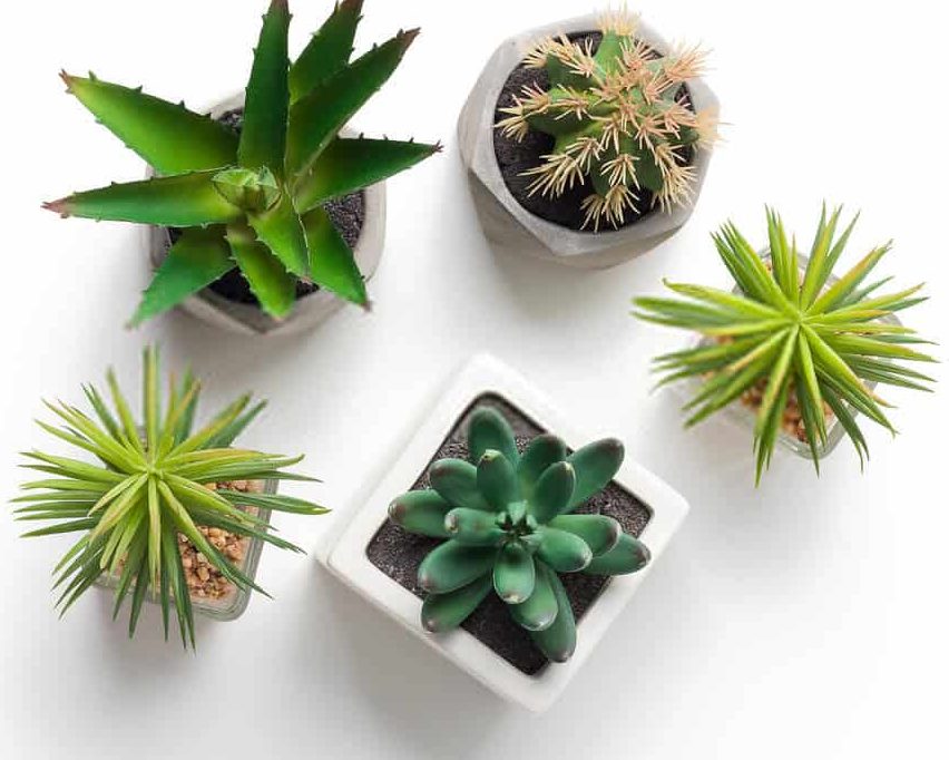Select the best succulent plants that meet your preferences