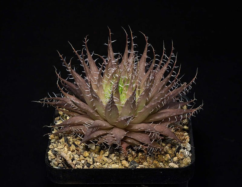 Haworthia arachnoidea