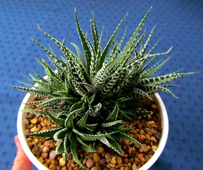 Haworthia attenuata “Striata“